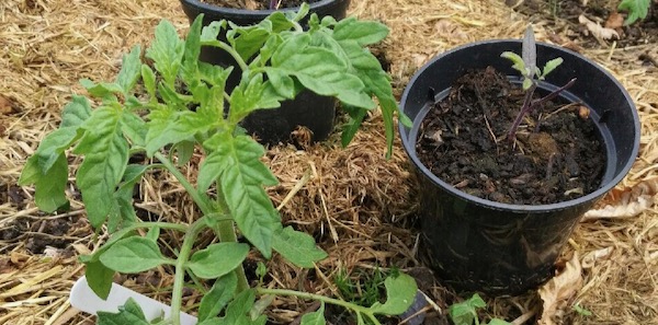 Poor potting compost Bord ne Mona