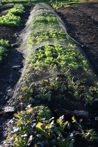 A net over 4mm hoops (see forum!) to protect salads against deer, rabbit, pigeon