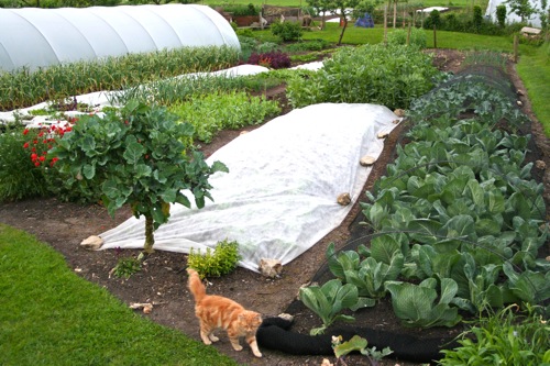 The bottom garden is filling up, perennial kale in front, garlic, lettuce fleeced, pea shoots, beans and cabbage.