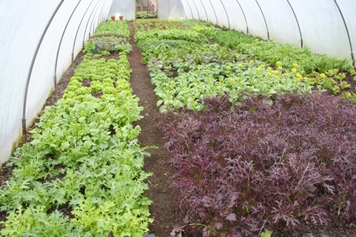 Polytunnel salads have overwintered well: mizuna, Red Frills mustard, pak choi flowering, spinach, endives etc
