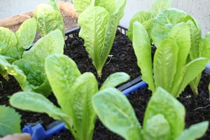 Cos lettuce greenhouse, Valmaine front and Little Gem behind, for leaves