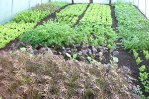 unnel salads have grown fast, lettuce at far end planted 6 weeks ago