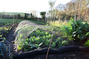 Spring cabbage planted late September, netted against pigeons