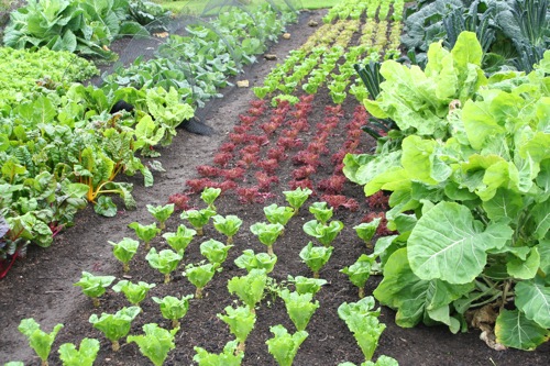 Leaf lettuce still thriving after a mild autumn and leaf quality is good. On right is tree cabbage (from Real Seeds), on left is spring cabbage netted against rabbits and pigeons