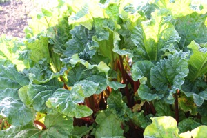 Timperley Early rhubarb on April 1st, no protection given, slight frost is fine
