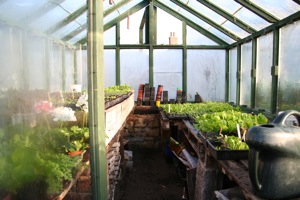 Many plants nearly ready to go into polytunnels in October