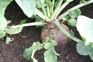 Swede Joan in late August, planted 13.06 after broad beans