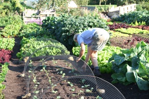 Securing cloche hoops and a net over spring cabbage plants