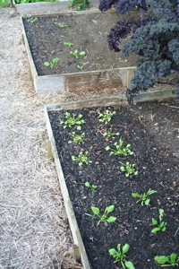 ame winter purslane and spinach planted 2 weeks earlier, undug in front, dug behind