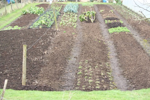 BOTTOM GARDEN 18TH FEBRUARY mix of winter brassicas, broad neans, wild rocket, land cress, leeks, garlic