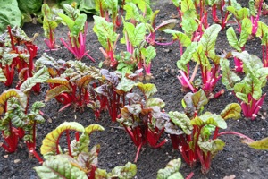 Chard survives if winter is mild, or dig roots to make leaves indoors
