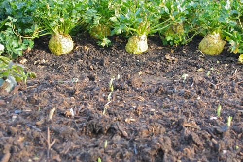 Broad beans emerging already, sown 21.10 with compost on top, celeriac behind