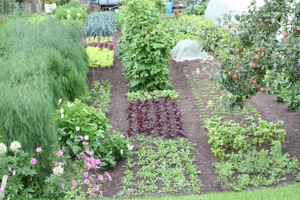 A view of the bottom garden in late August with, again, many second plantings of wild rocket, lettuce, spinach, coriander, chervil and chicories. Runner bean Czar in middle is for seed not pods, has not been picked yet. Asparagus on left and Jupiter apple in front, starting to colour beautifully.