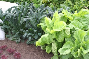  Tree Cabbage and Cavalo Nero kale benefited from being covered with mesh for eight weeks, cabbage on left are still covered