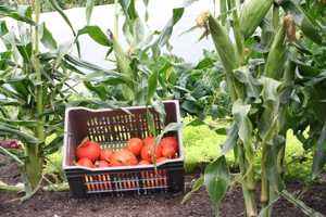Late August harvest of Orange Hokkaido squash which grew with the sweetcorn - I have harvested the whole bed because badgers were starting to eat the corn.