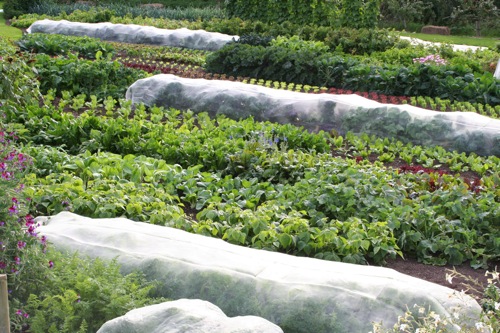 View of the top field in late August, meshed beds have carrots and brassicas