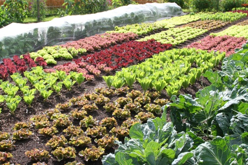 Summer lettuce and endive in mid August, planted late June and picked four times so far.