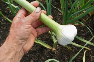 Garlic in mid June, healthy and can still grow some more