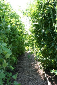 Wonderful avenue of climbing peas, Tall Sugar and Mr Bray, on June 29th