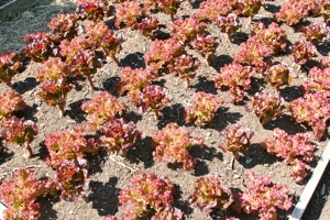 Bed of Amorina and Dazzle, picked nine times so far