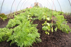 Continual overlapping of plantings: some lettuce died in winter and I sowed carrots, now cucumbers have been planted where remaining lettuce have been removed, carrots are being harvested