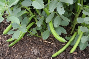 Overwintered Aquadulce Claudia cropping well, notice bean weevil nibbles on leaves outer edges, but plants have grown well nonetheless, with cow manure on soil surface
