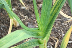 Signs of damage from caterpillar of leek moth, to young leaves of garlic