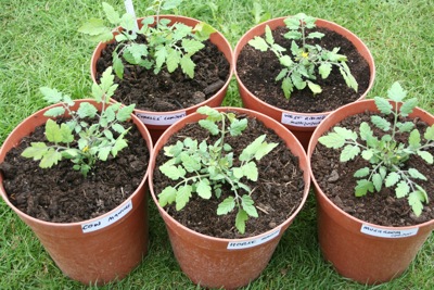 Compost experiment, five sorts planted 29th May