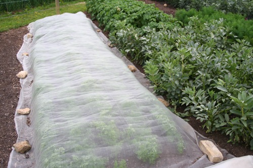 Carrots meshed against root fly