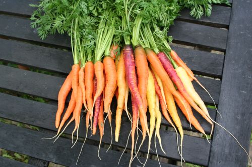 Carrots pulled early June - Nantes, Purple Haze and Rainbow (grown in undug clay, well rotted cow manure on surface)