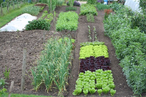 Bottom garden from above, May 29