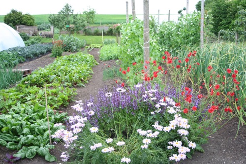 The bottom garden in late May with pyrethrum, geum and sage in flower at the front