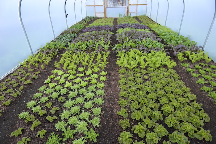 Winter salads in no dig polytunnel in December