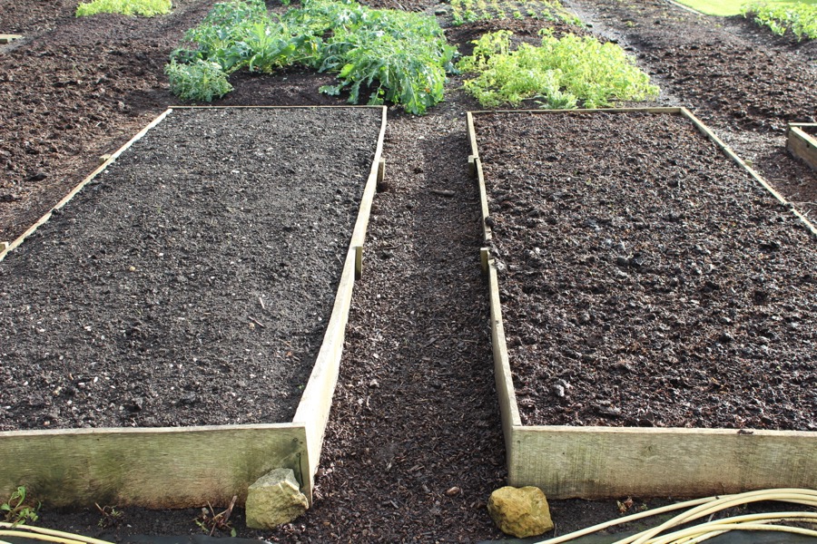 Homeacres experimental beds in January, dug bed on left and undug on right, same compost in each