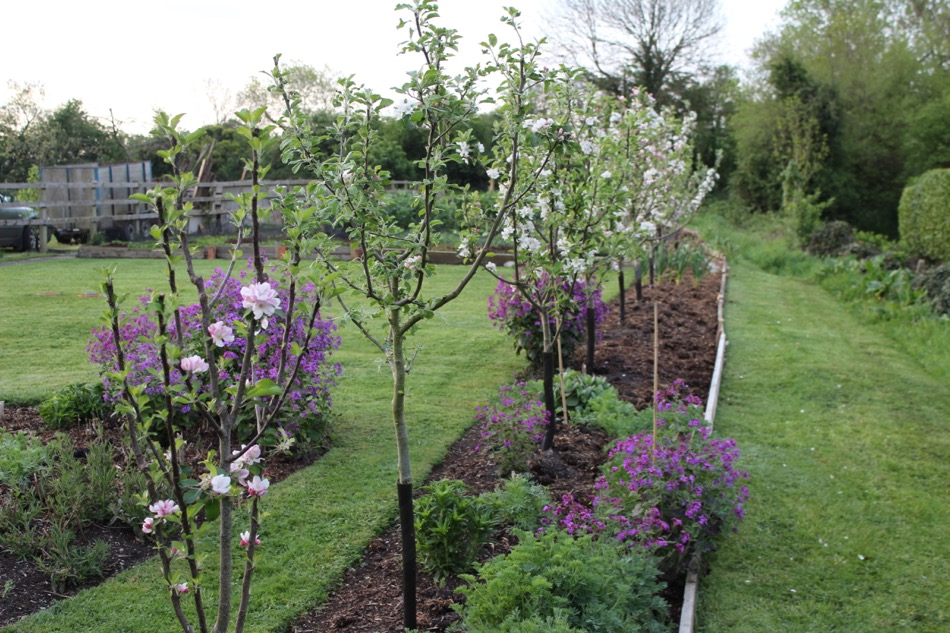 may162 apple blossom