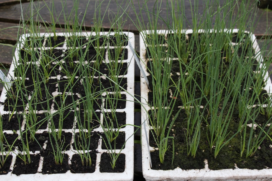 Leeks sown April into West Riding compost left, Klassman right