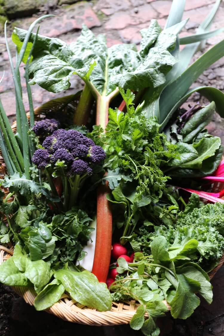 No dig Charles Dowding vegetable garden