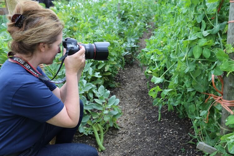 Charles Dowding no dig vegetables