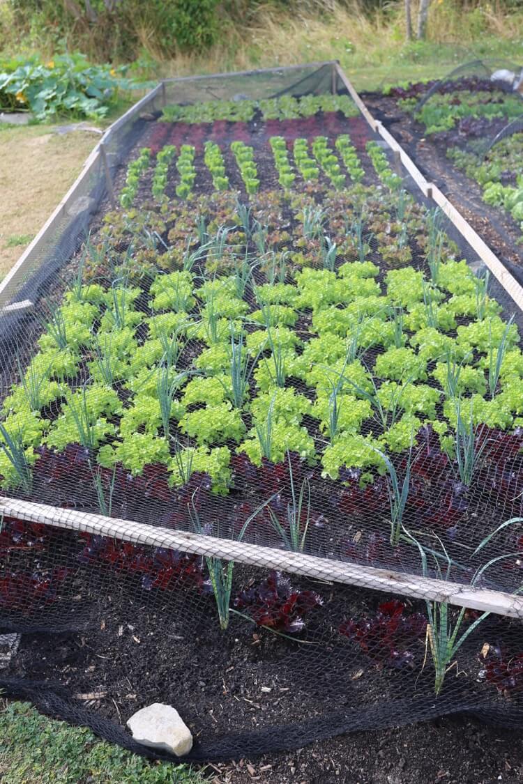 Charles Dowding no dig garden