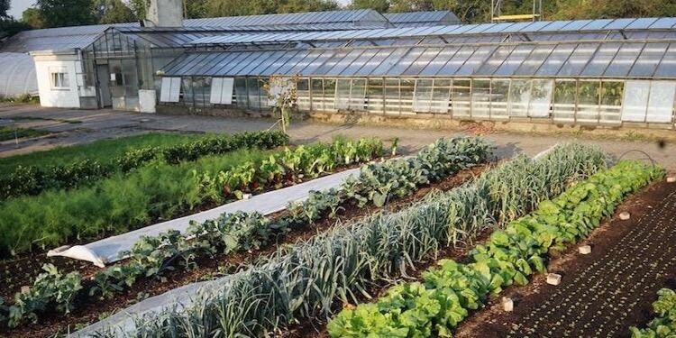 German no dig market garden