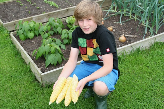 No dig sweetcorn and Edward