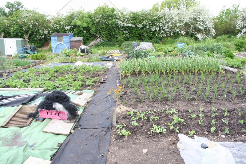 Steph's plantings and mulch before squash