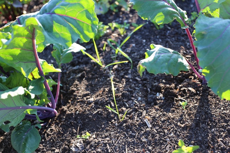 Perennial weeds growing through mulch
