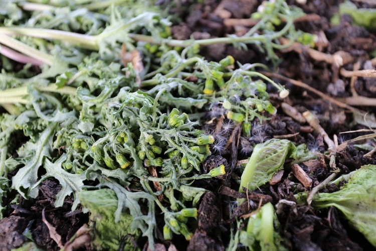 surface of compost heap