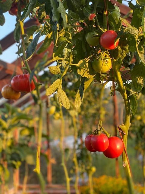 8th year in same soil, greenhouse tomatoes