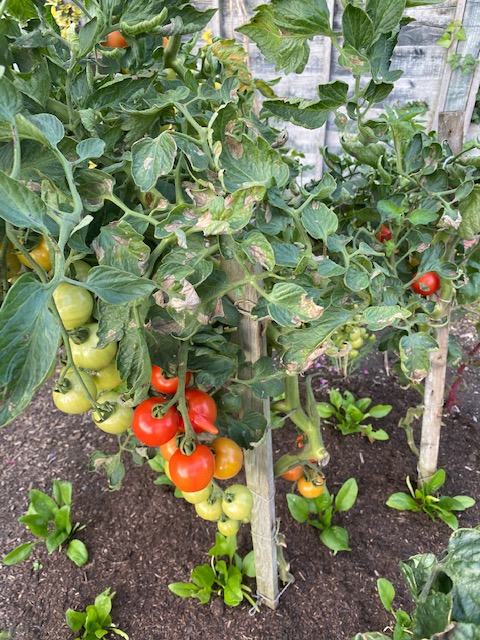 Outdoor Mountain Magic some blight