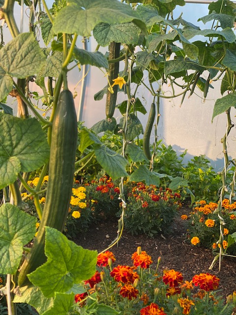 Cucumber Carmen still growing