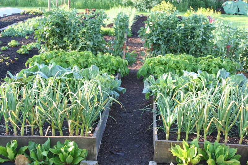Photo of experiment on May 22nd 2014, dug bed on left and undug on right