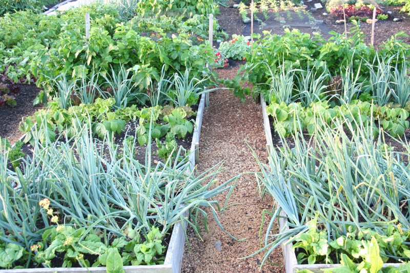 Photo of experiment on Mid-July 2014, dug bed on left and undug on right