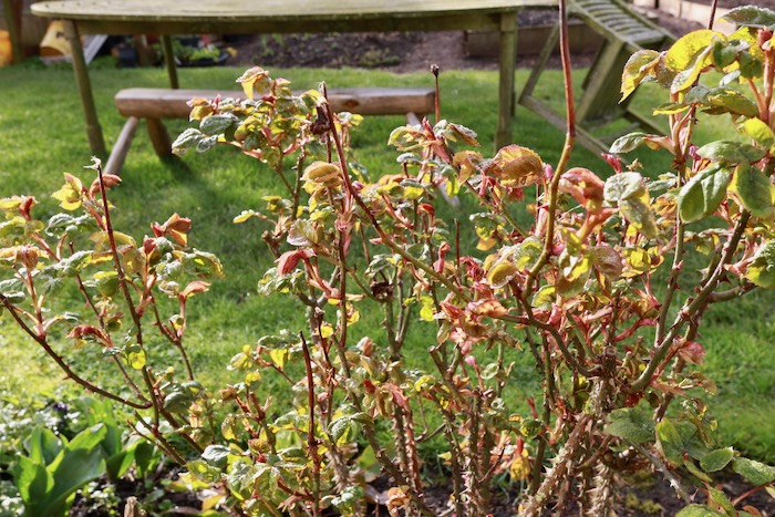So many new leaves, my rose in mid March